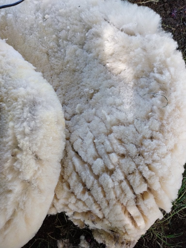 schapenwol, Ophalen