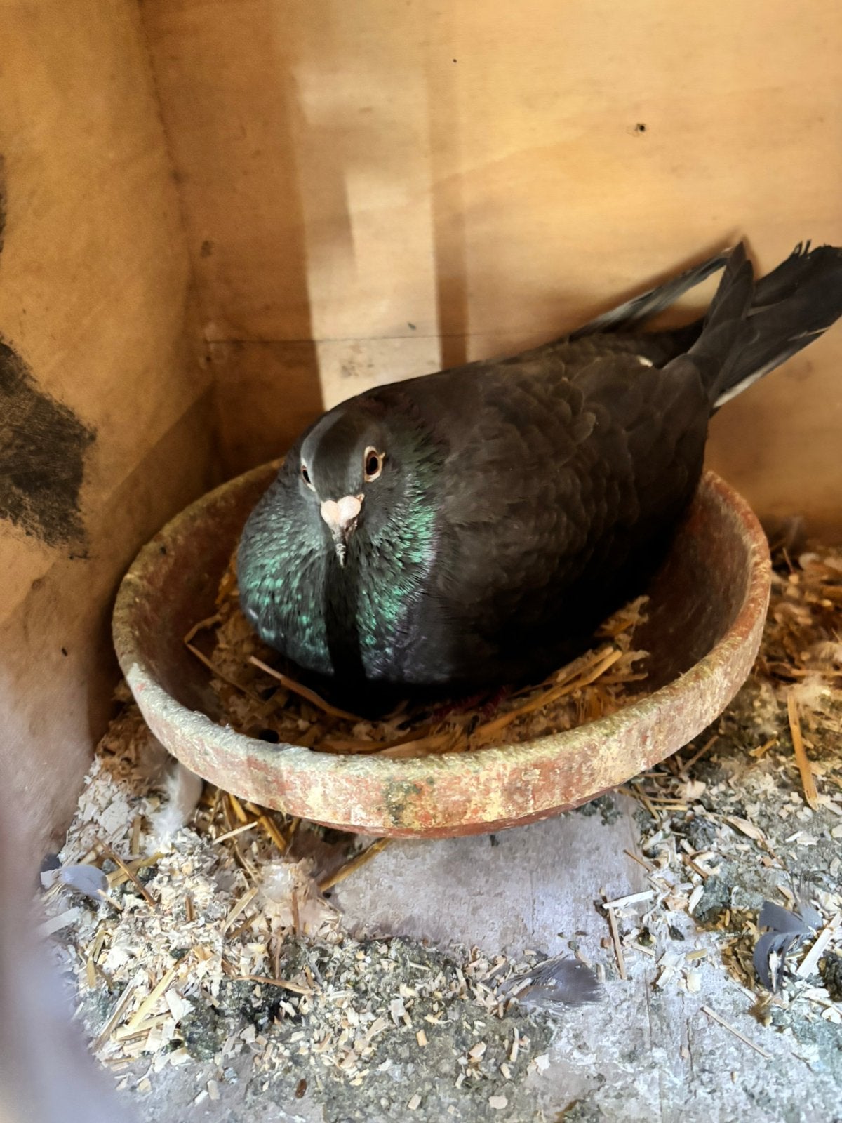 Jonge kleurpostduiven te reserveren, Dieren en Toebehoren, Vogels | Duiven