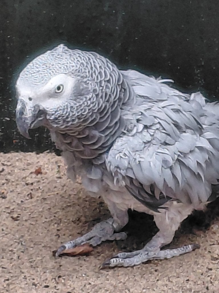 Kweekpop Grijze roodstaart-papegaai., Animaux & Accessoires, Oiseaux | Perruches & Perroquets, Femelle, Perroquet