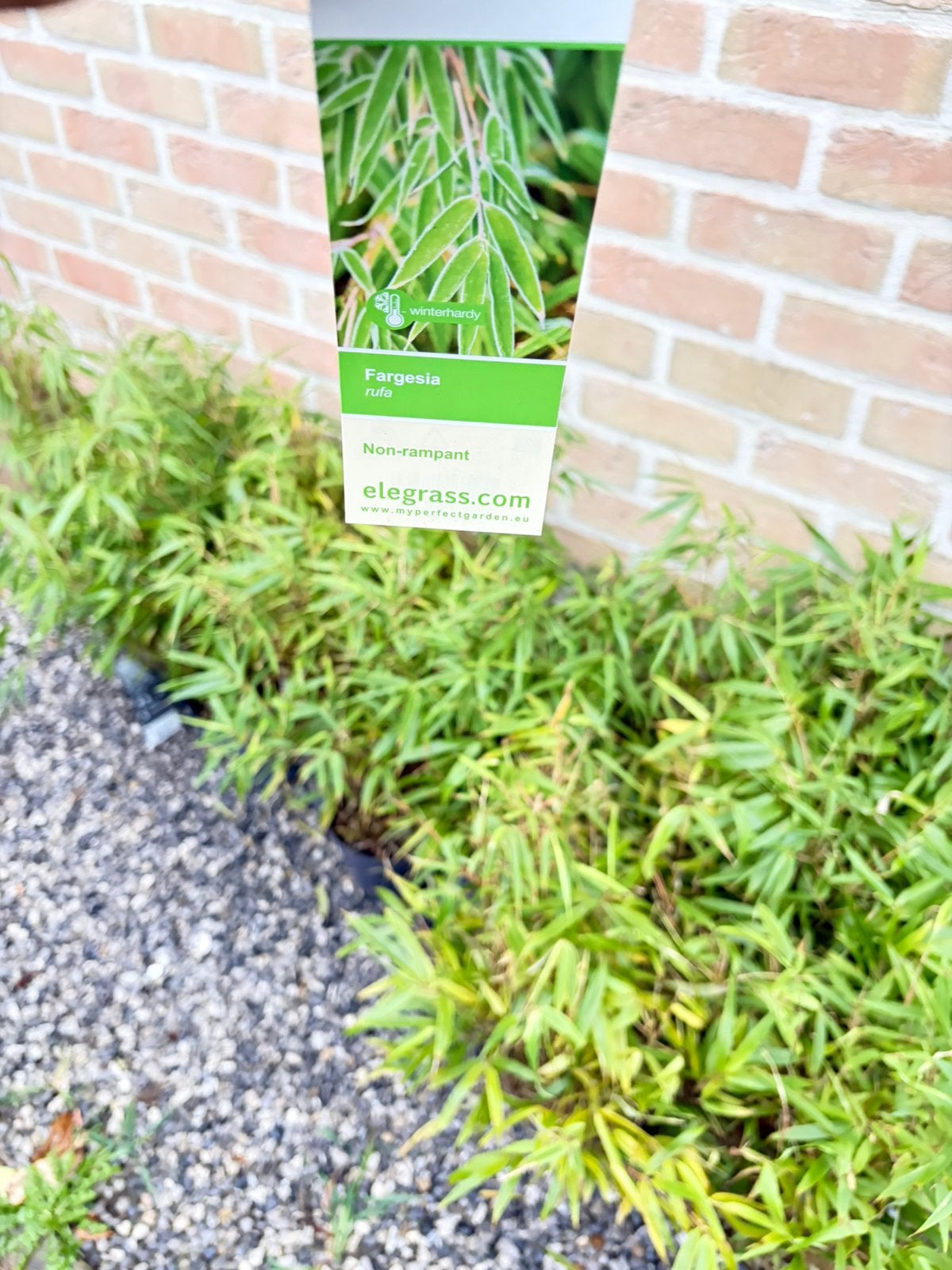 Bambou fargesia rufa, Jardin & Terrasse, Enlèvement
