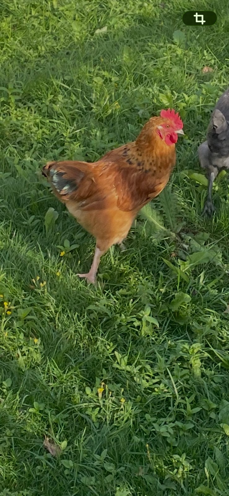 Haan gratis af te halen, Dieren en Toebehoren, Pluimvee