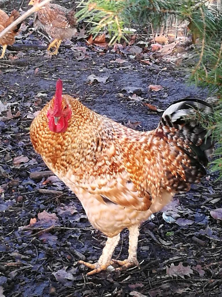 Hanen ( te geef of vrije bijdrage), Dieren en Toebehoren, Pluimvee, Meerdere dieren, Kip