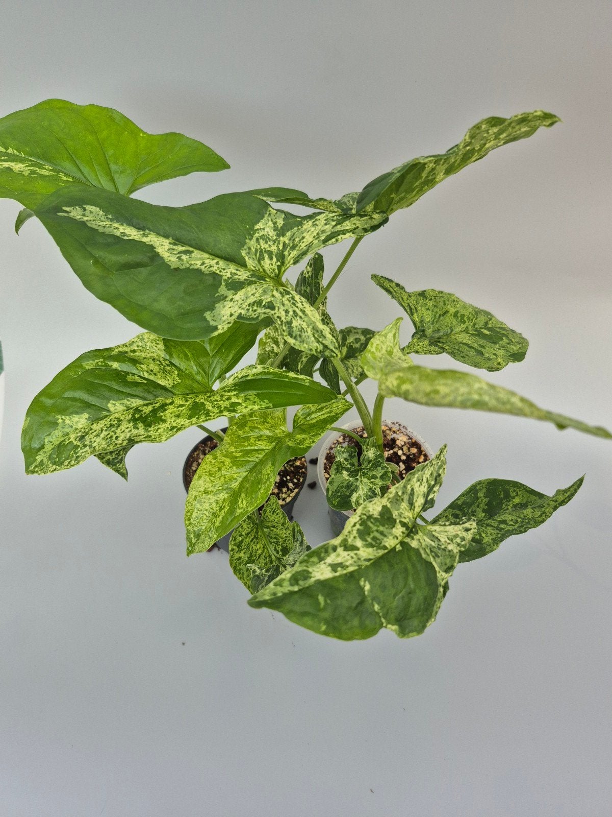 Syngonium Mojito stekken, Enlèvement ou Envoi