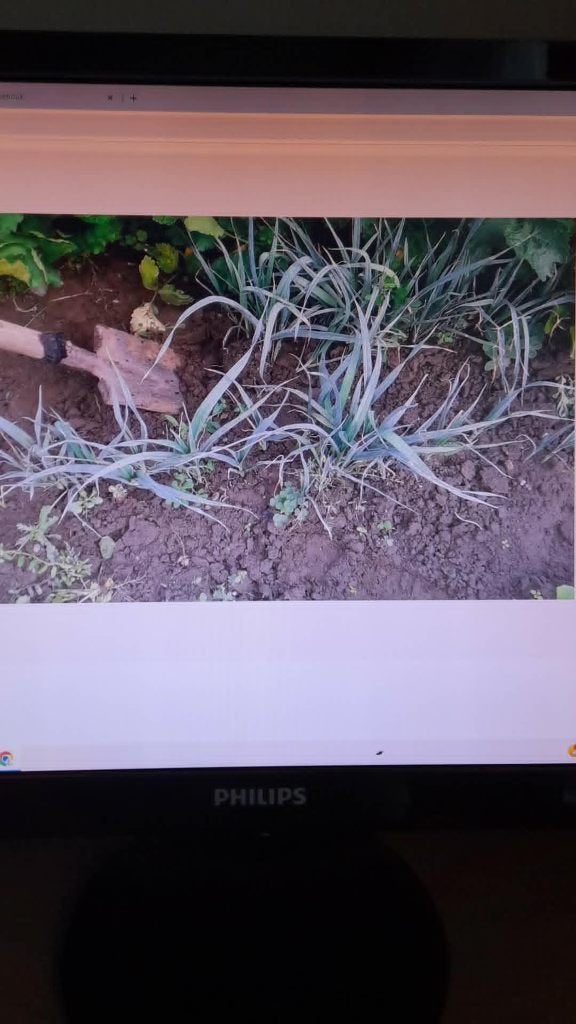 Preiplanten, Articles professionnels, Agriculture | Pommes de terre, Légumes, Fruits & Viande, Enlèvement