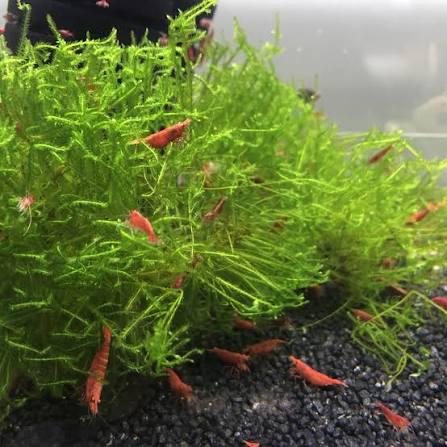 neocaridina vuurgarnaal op kraanwater, Dieren en Toebehoren, Kreeft, Krab of Garnaal, Zoetwatervis