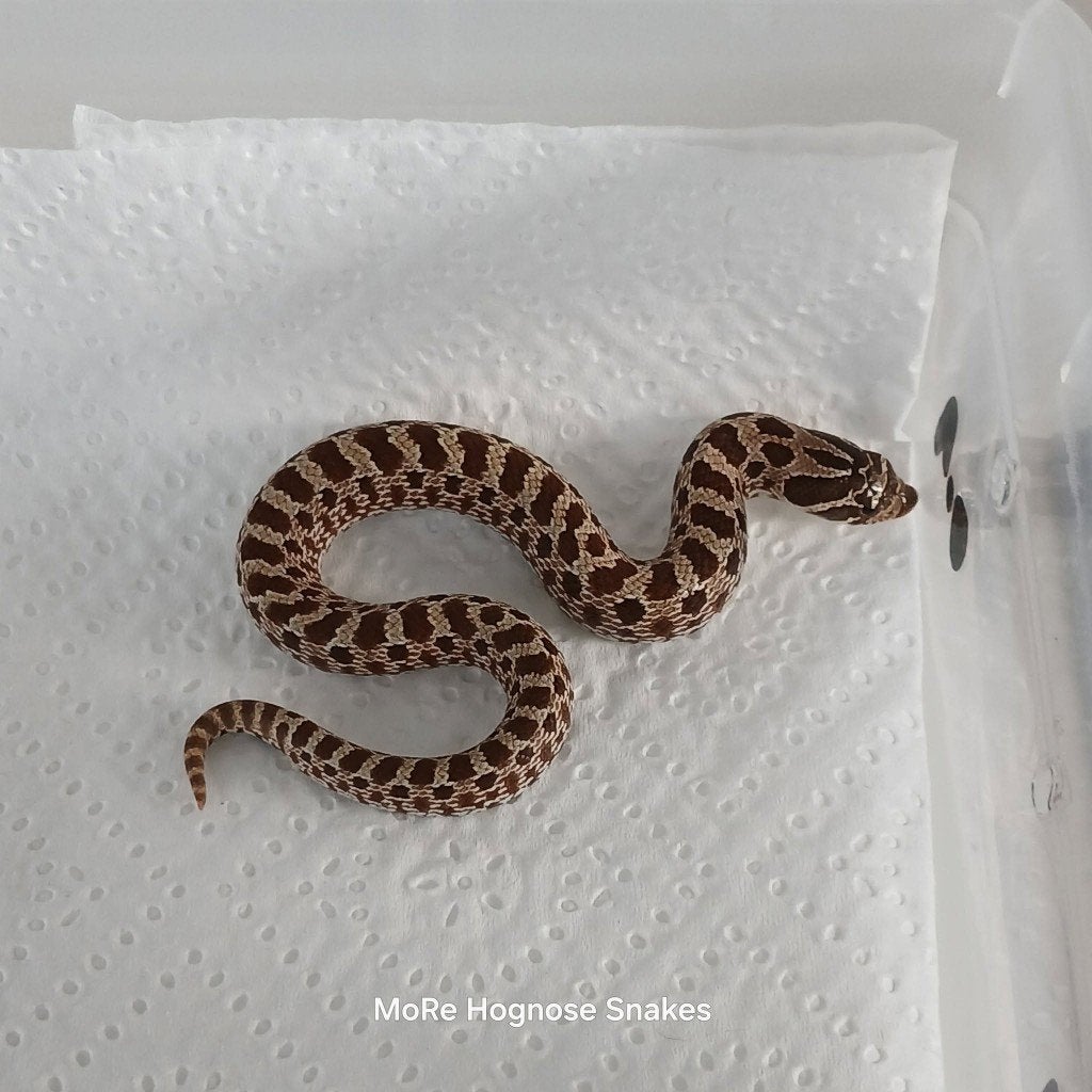 Heterodon nasicus 66% het pistachio/artic 66% het pistachio, Dieren en Toebehoren, Reptielen en Amfibieën, Slang, 0 tot 2 jaar