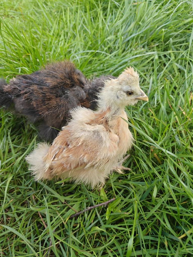 Prachtige kuikentjes, Dieren en Toebehoren, Pluimvee