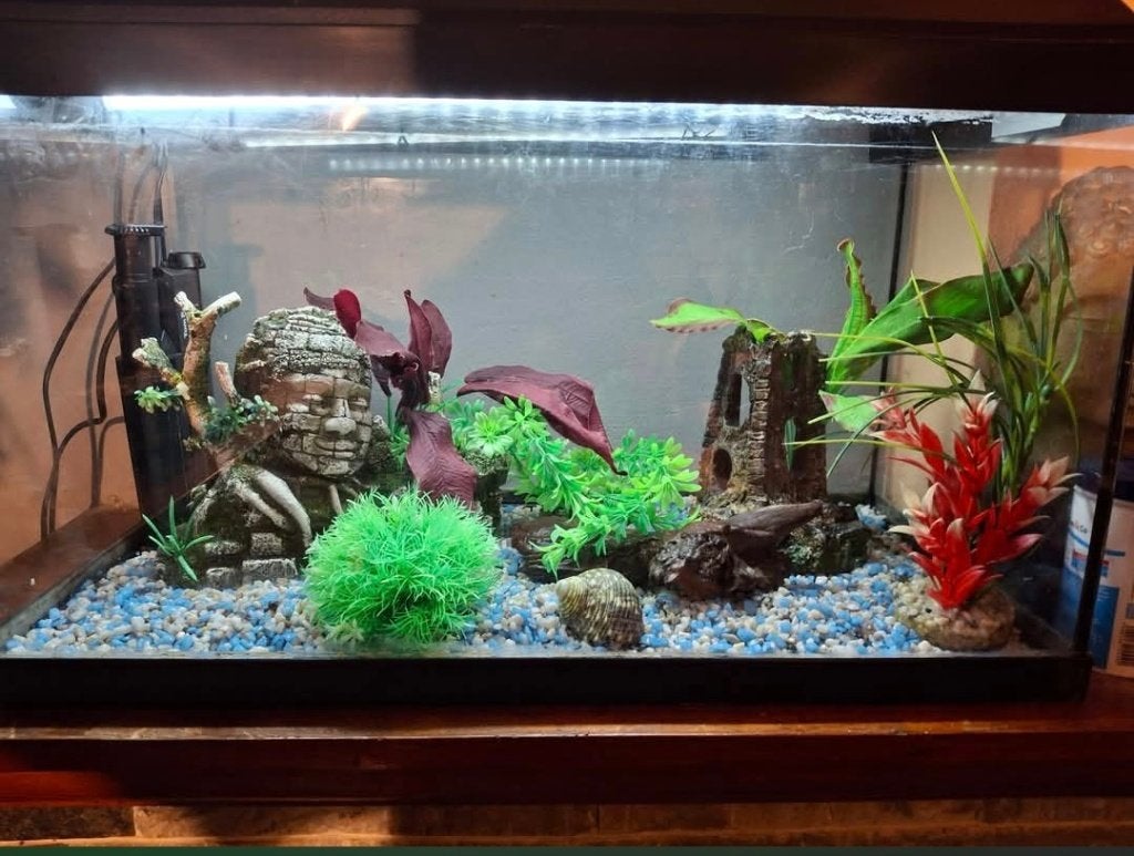 Aquarium, Enlèvement, Pompe, Utilisé, Aquarium vide