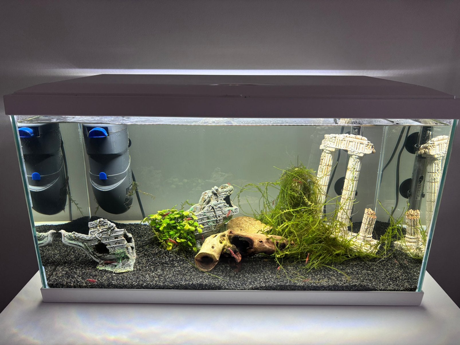 Aquarium avec armoire et tous les accessoires, Homard, Crabe ou Crevette, Poisson d'eau douce, Banc de poissons