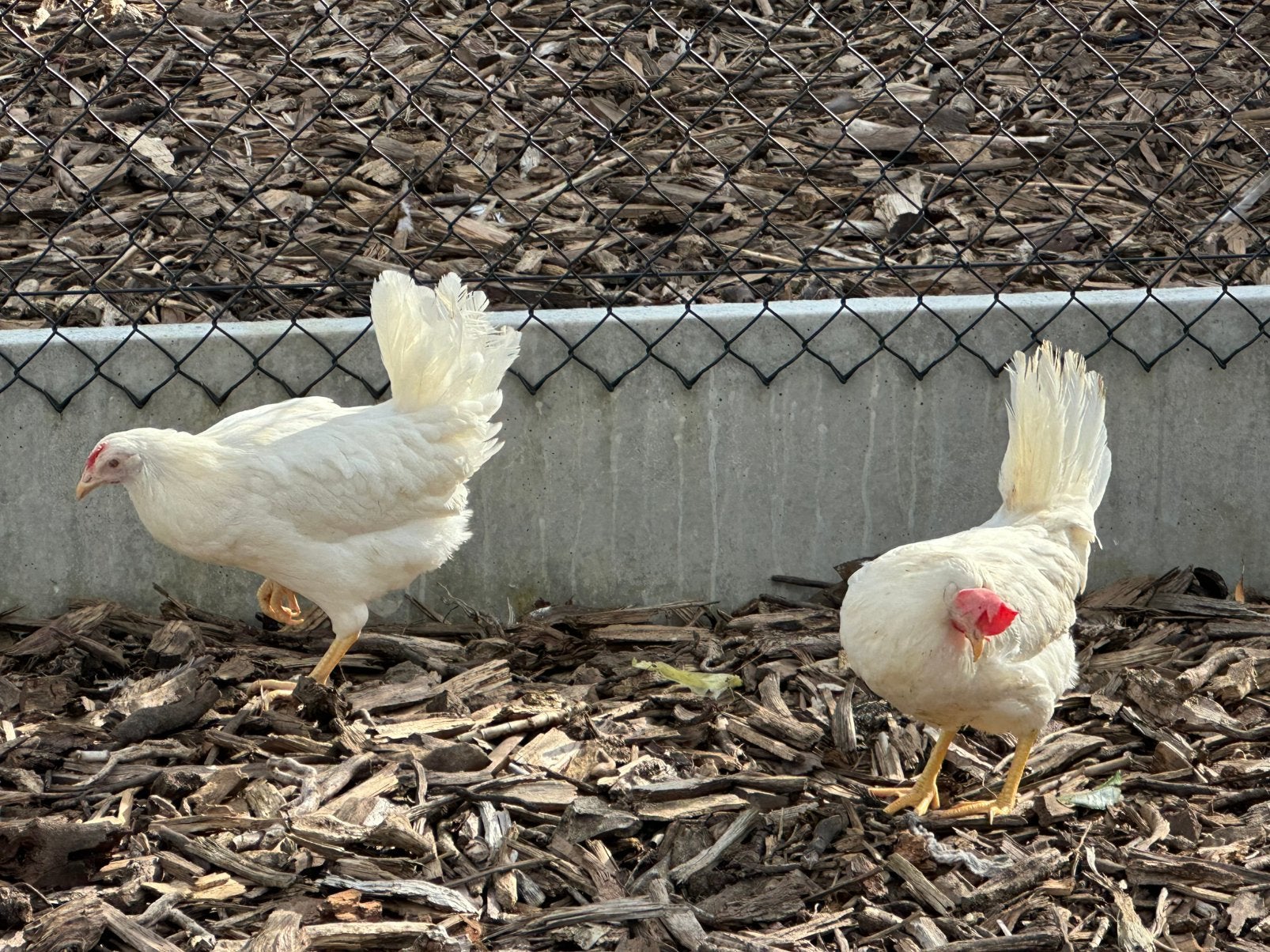 Witte leghorn ruime keuze, Dieren en Toebehoren