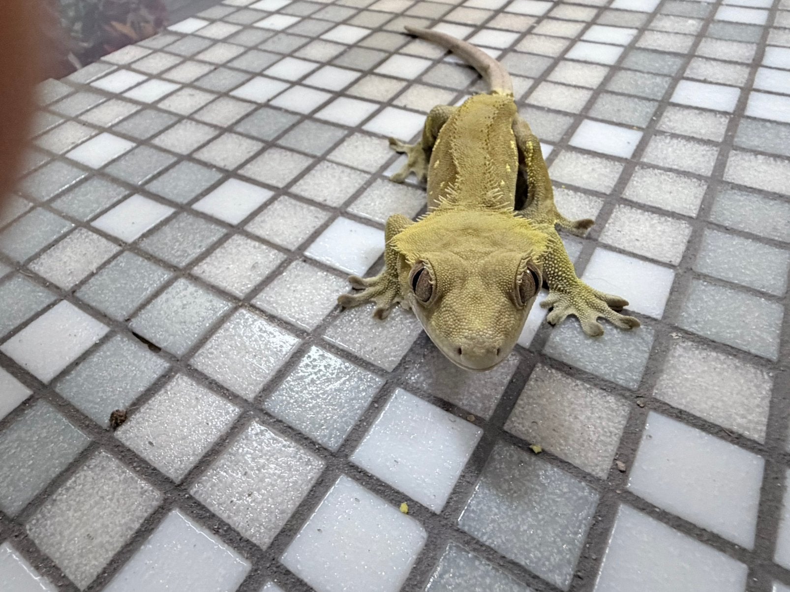 Prachtige Wimpergekko man Dark Phantom met Portholes, Dieren en Toebehoren, Reptielen en Amfibieën