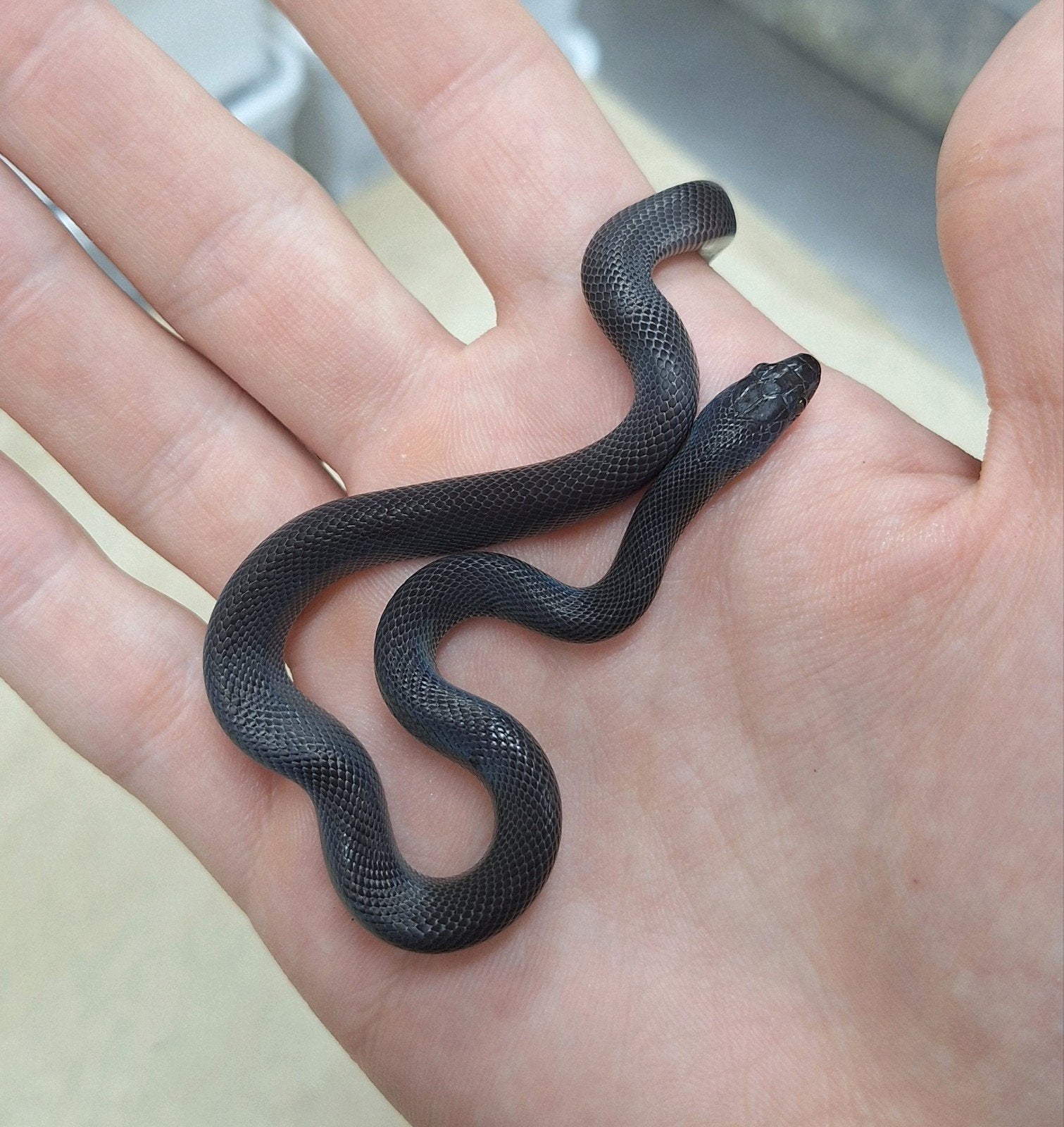 serpents domestiques africains noirs