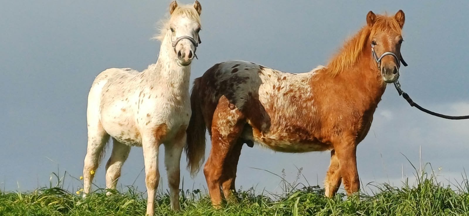 magnifiques poulains de couleur panthère avec des papiers st, Animaux & Accessoires, Avec pedigree, Poney de récréation, Poney A (jusqu'à 1.17 m)