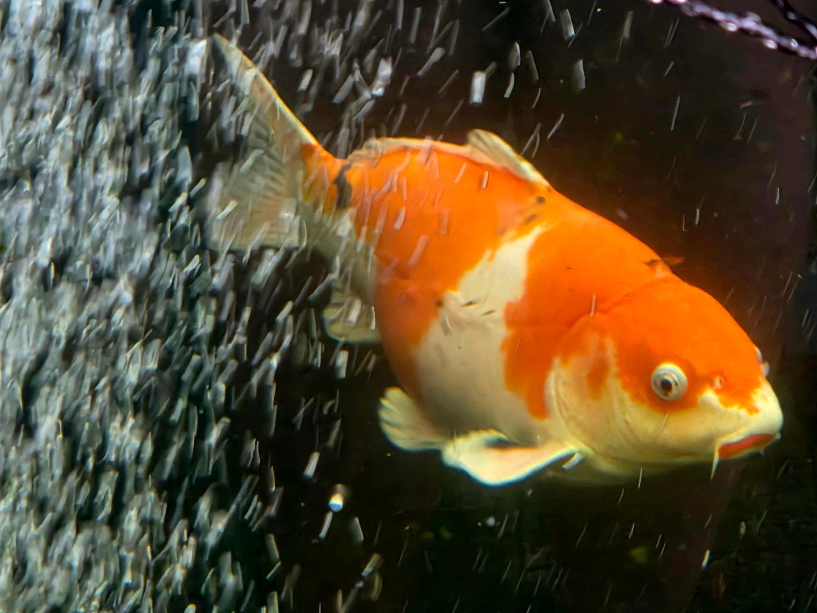Japanse koi, Karper of Koi