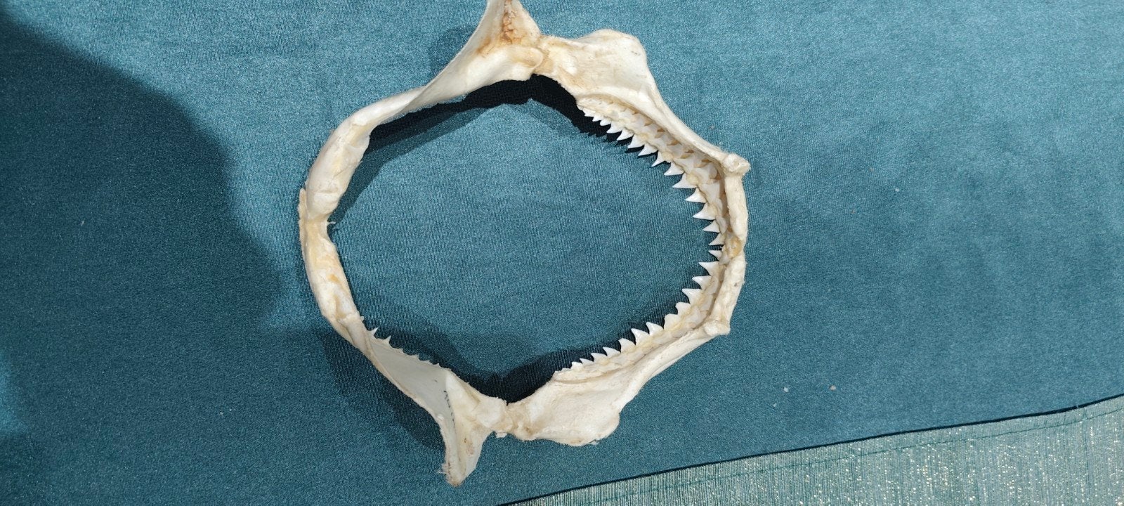 Mâchoire de requin, Collections, Enlèvement