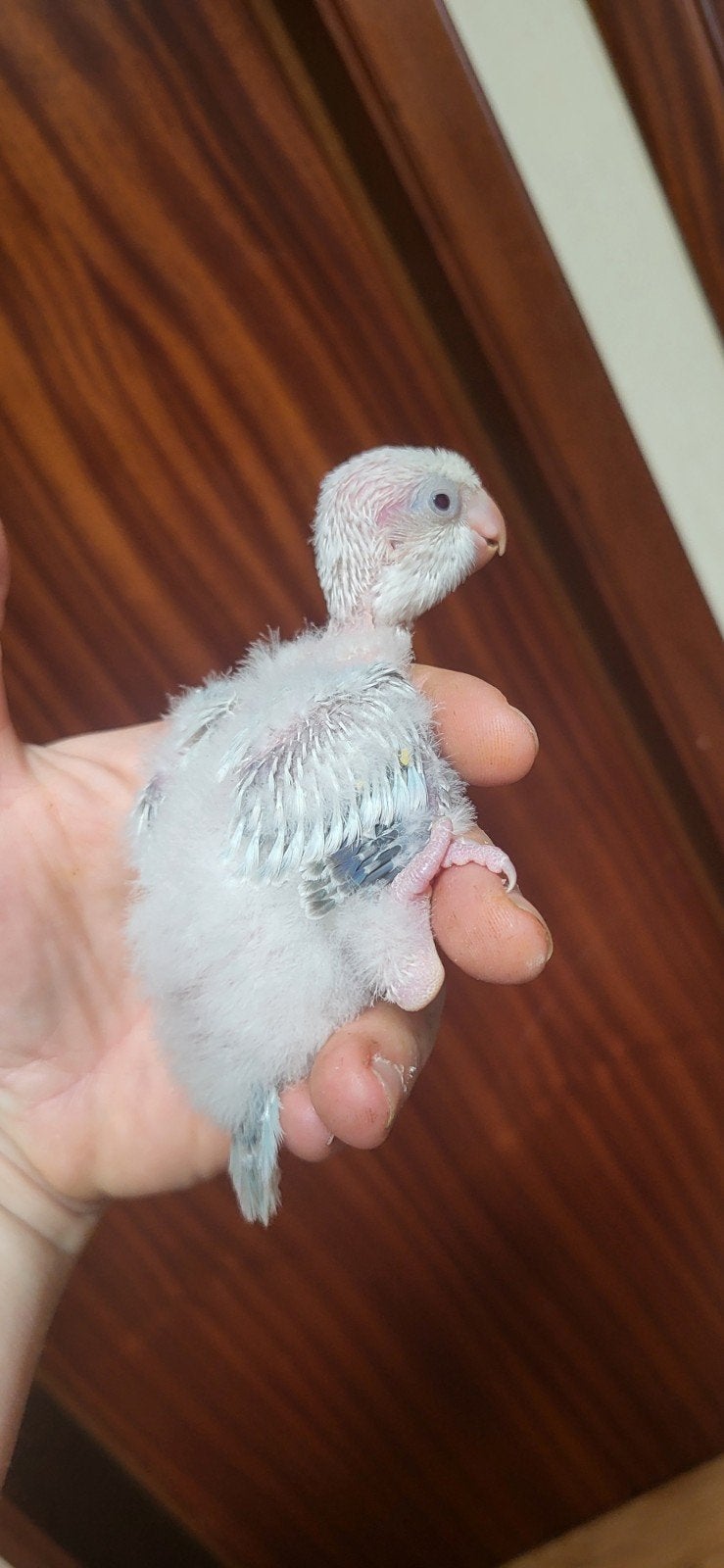 conure souris, Animaux & Accessoires