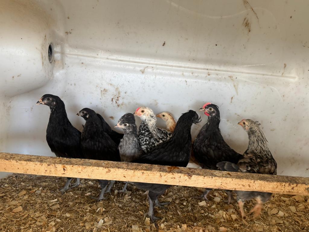 Marans/araucana, Animaux & Accessoires, Oiseaux | Oiseaux Autre, Plusieurs animaux