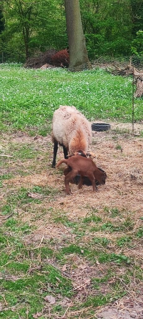 Kameroen ooi met bokje, Dieren en Toebehoren, Meerdere dieren, Schaap