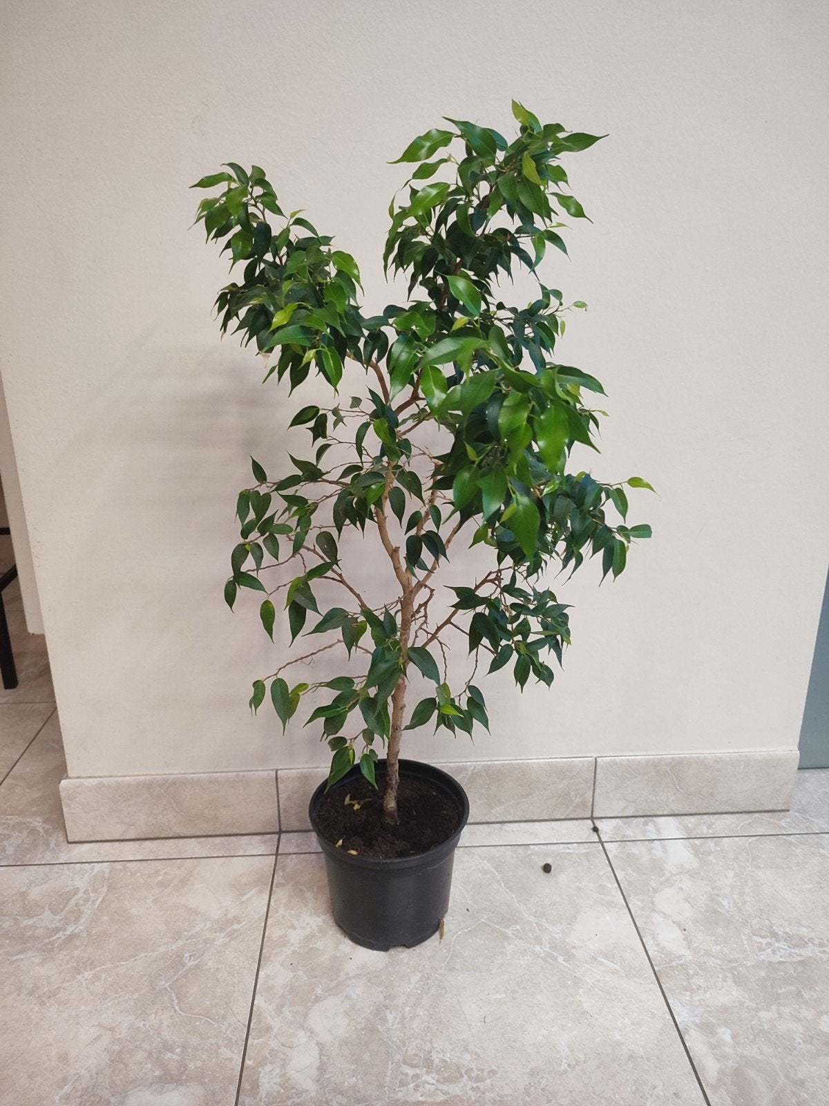 Ficus kamerplant, Tuin en Terras, Planten | Struiken en Hagen, Ophalen