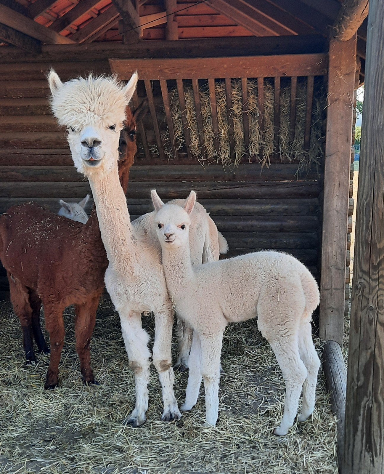 Alpaca merrie en hengstje  samen voor   ..., Dieren en Toebehoren, Juni, Vrouwelijk
