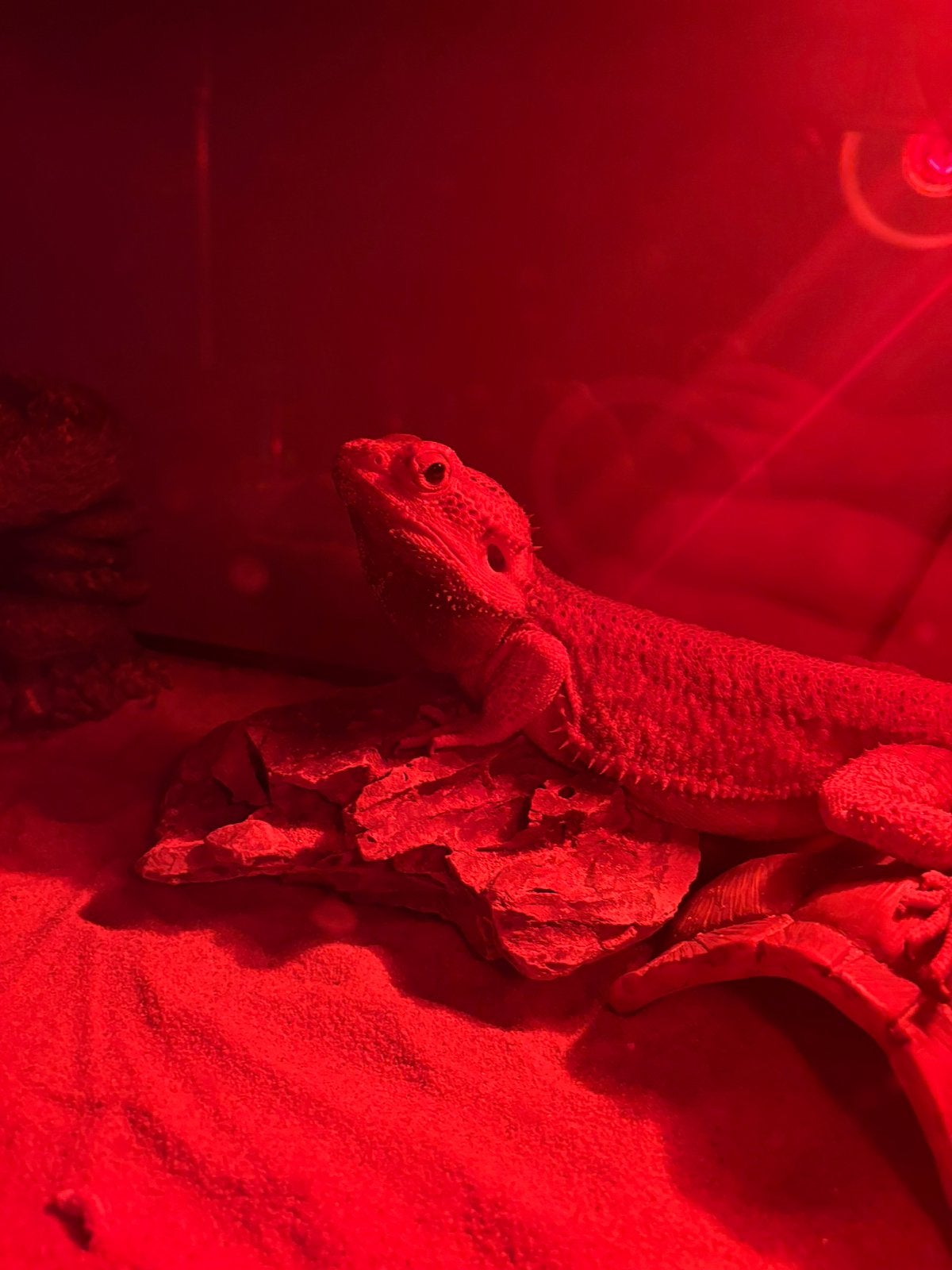 Bardagaam gratis, Dieren en Toebehoren, Met terrarium