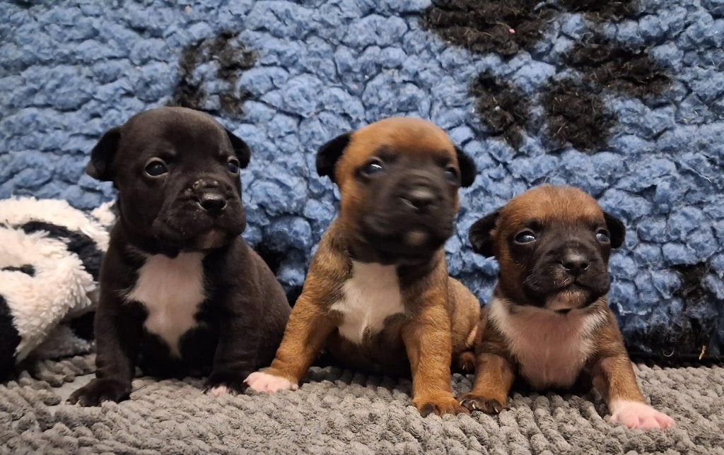 bulldog mix, Dieren en Toebehoren, België, Particulier, 8 tot 15 weken, Bulldog
