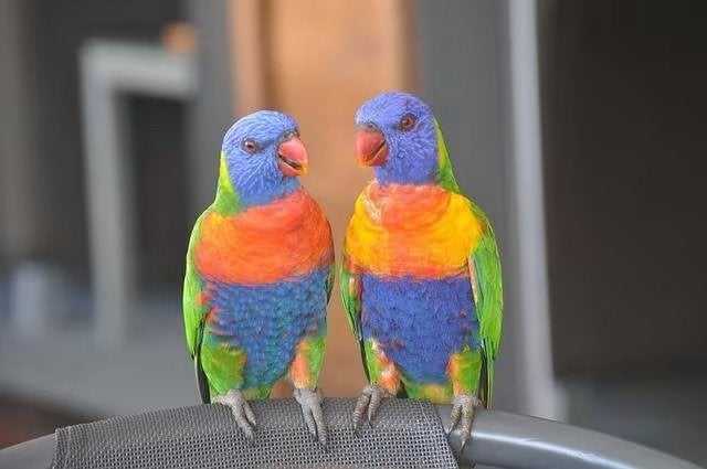 Couple loriquet swaisson, Animaux & Accessoires, Oiseaux | Perruches & Perroquets