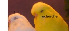 parkiet, Ophalen