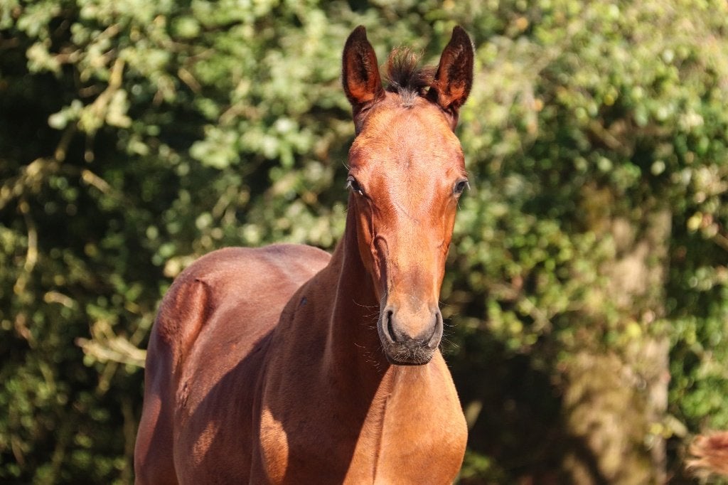 spring veulen uit sportstam., Dieren en Toebehoren, Paarden, Springpaard, Met stamboom, 0 tot 2 jaar, Hengst