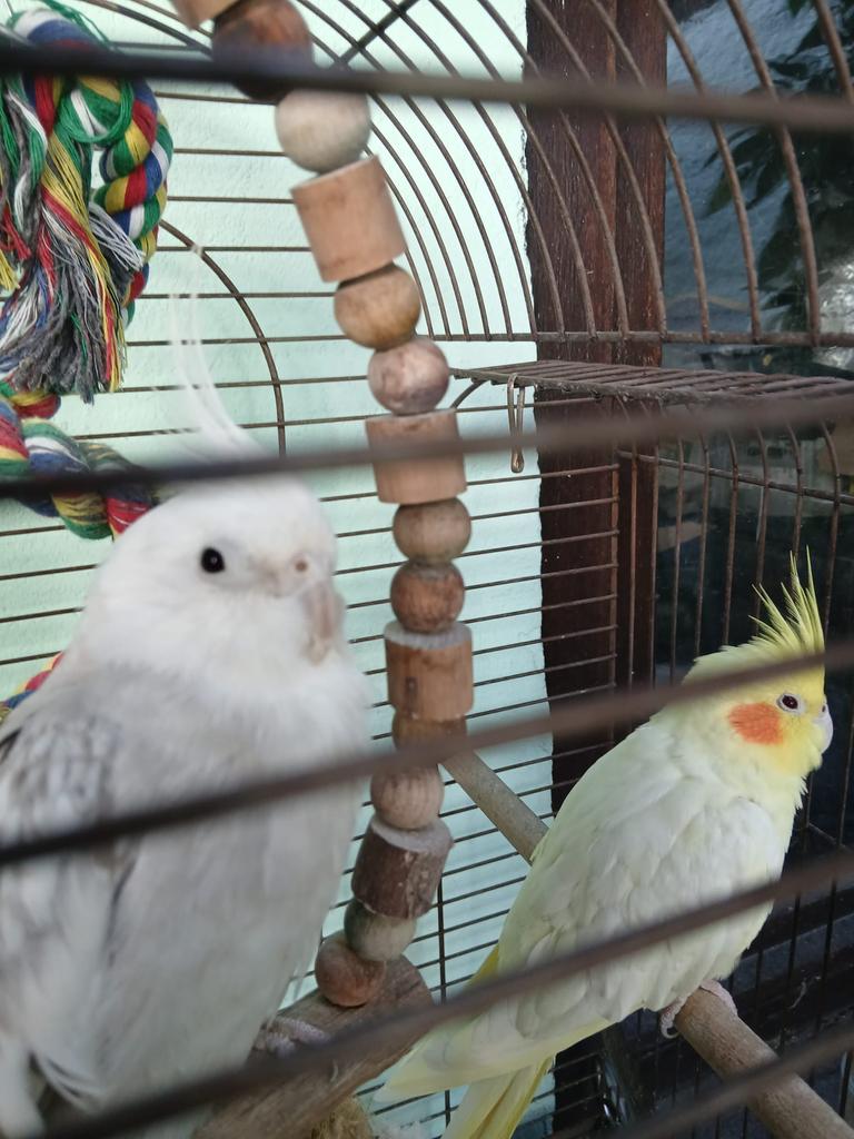 Valkparkieten, Vrouwelijk, Parkiet, Tam