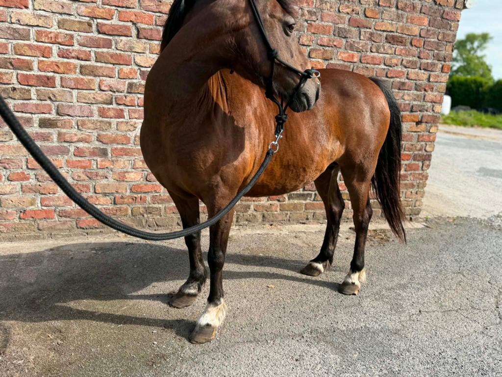 14 jarige hakney merrie (1m30 +\-), Merrie, C pony (1.27m tot 1.37m), 11 jaar of ouder, Recreatiepony