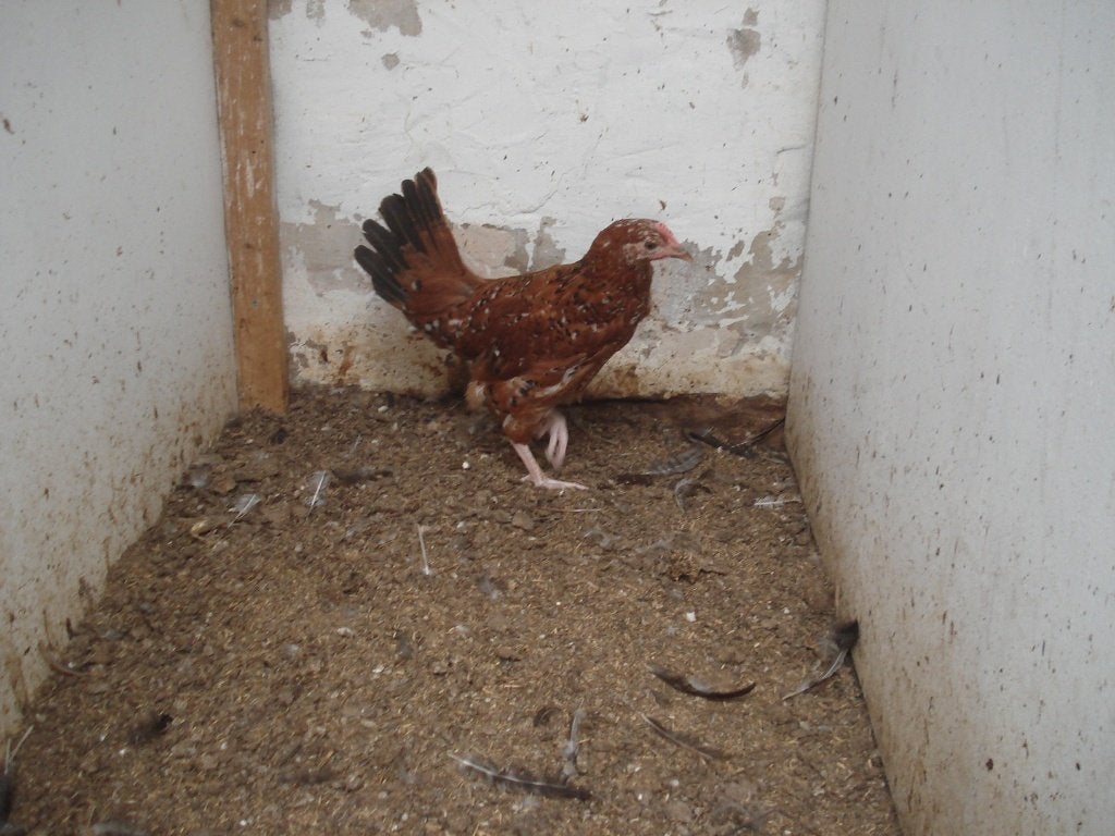 1 hen (duizendkleur, porselein), Vrouwelijk, Kip