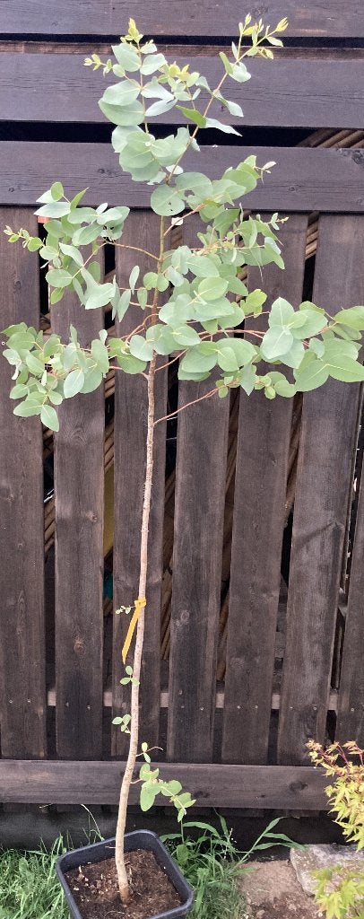 Eucalyptus dalrympleana, Jardin & Terrasse, Plantes | Arbres, En pot, Plein soleil, Autres espèces, Enlèvement