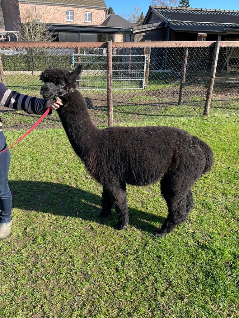 Alpaca hengst, Juillet, Mâle