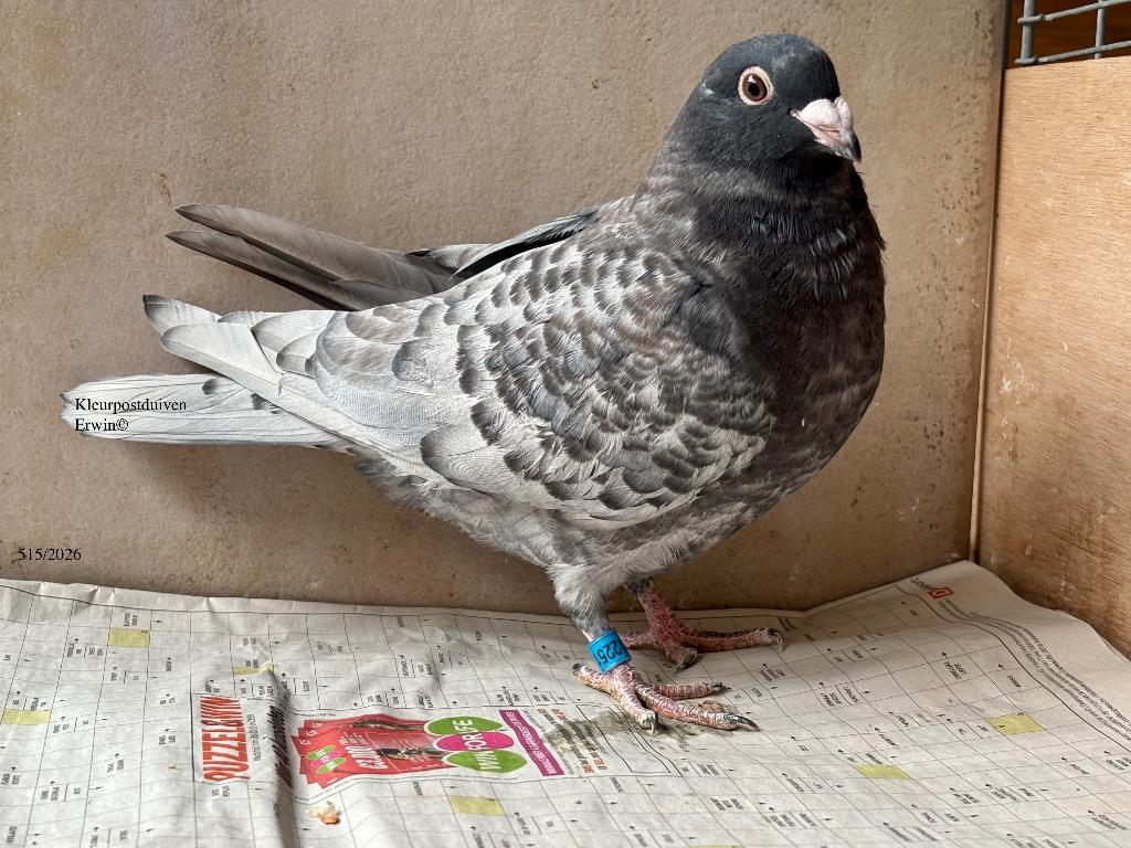 Zeldzame kleurpostduif rubella spread jonge doffer, Dieren en Toebehoren, Vogels | Duiven