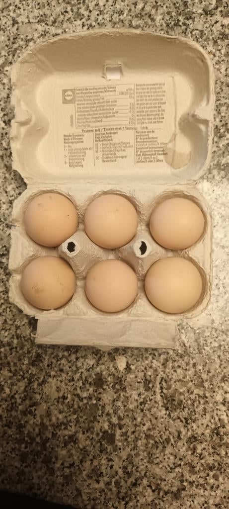 Oeufs fécondés Ayam cemani, Enlèvement