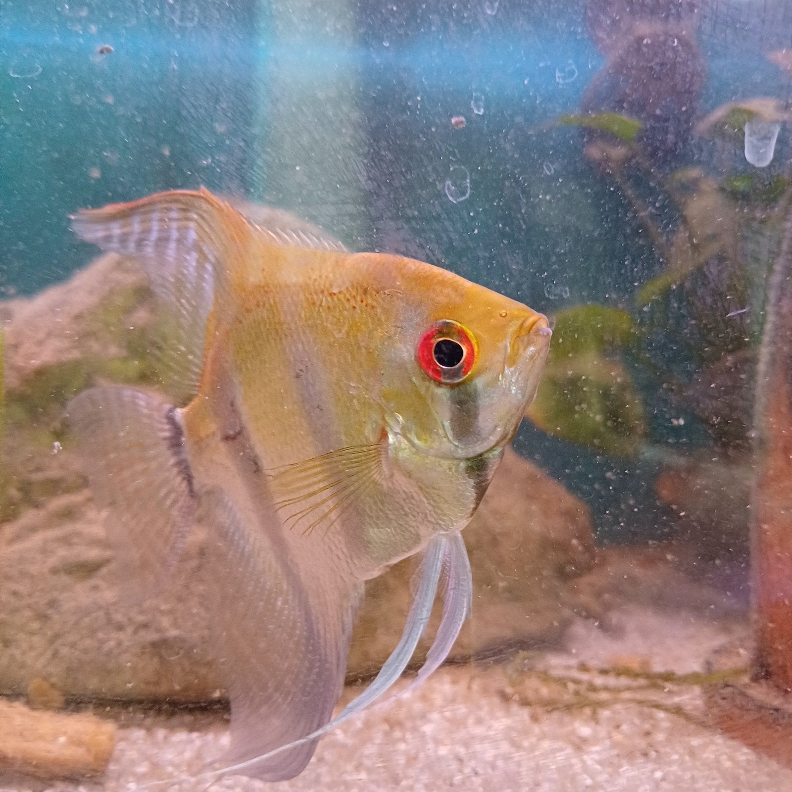 Beau couple de poissons-anges, Animaux & Accessoires