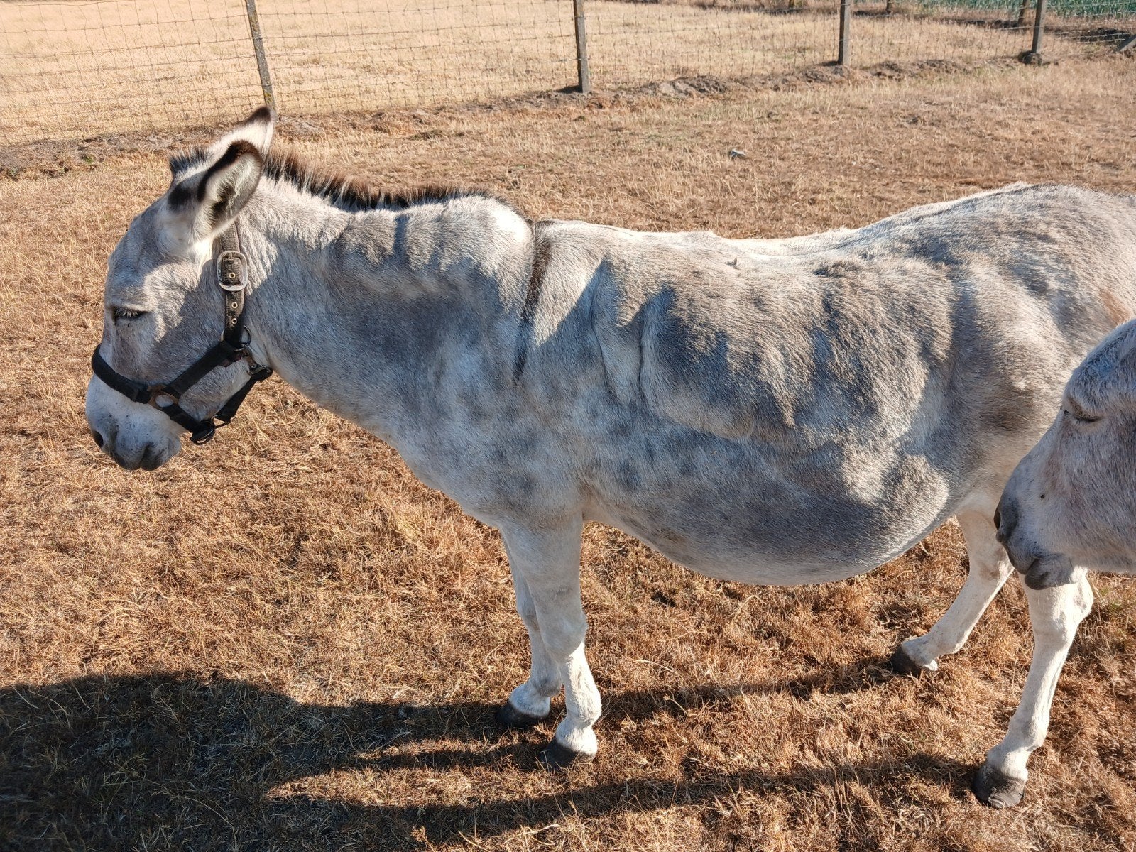 Ezel, Merrie, D pony (1.37m tot 1.48m), Gechipt, 11 jaar of ouder