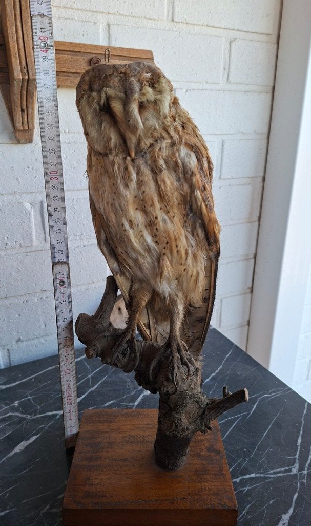 Opgezette uil, Verzamelen, Ophalen, Gebruikt, Vogel, Opgezet dier