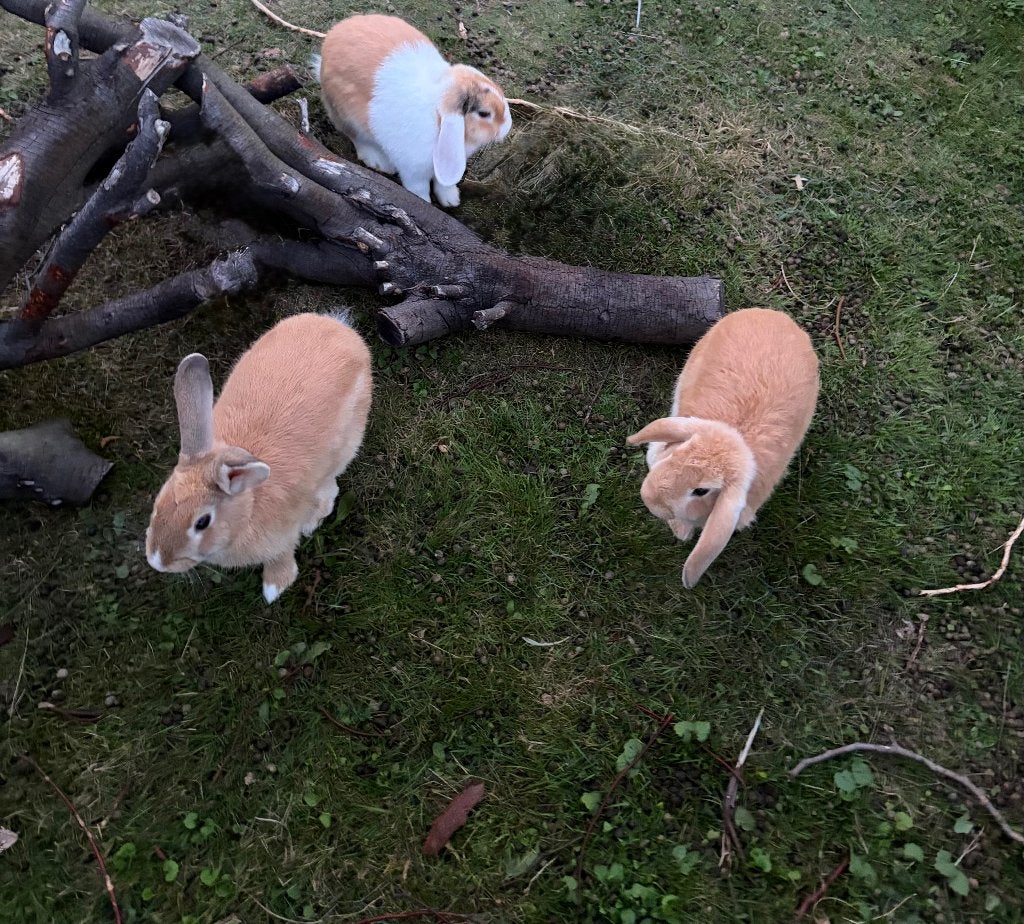 3 Jonge konijnen, Dieren en Toebehoren, Meerdere dieren, Middelgroot, Hangoor, 0 tot 2 jaar