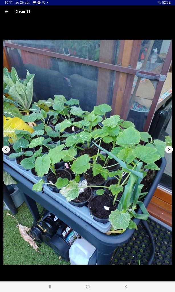 Plantjes, Ophalen, Nieuw