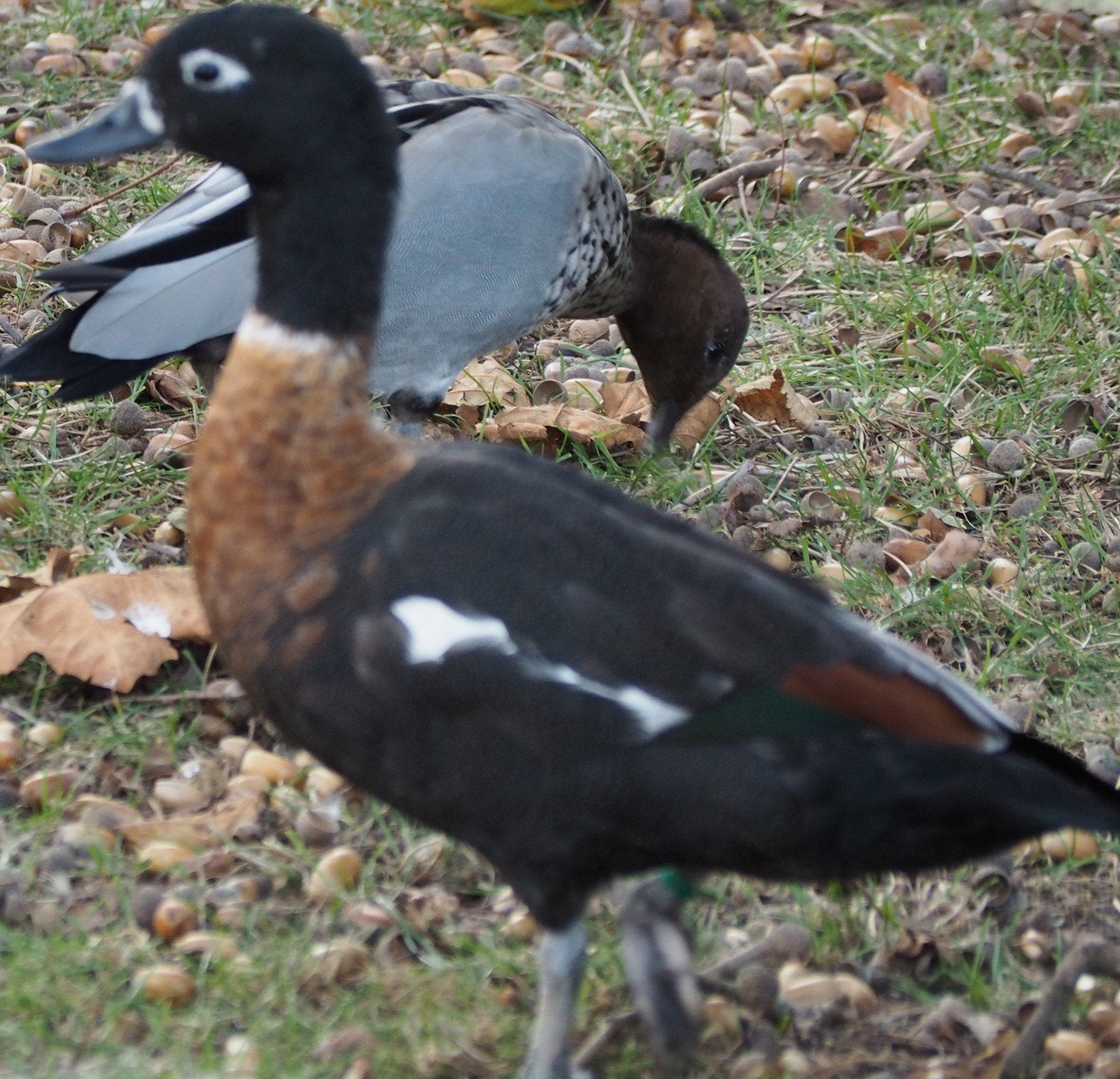 eenden Australische casarca, Femelle, Canard