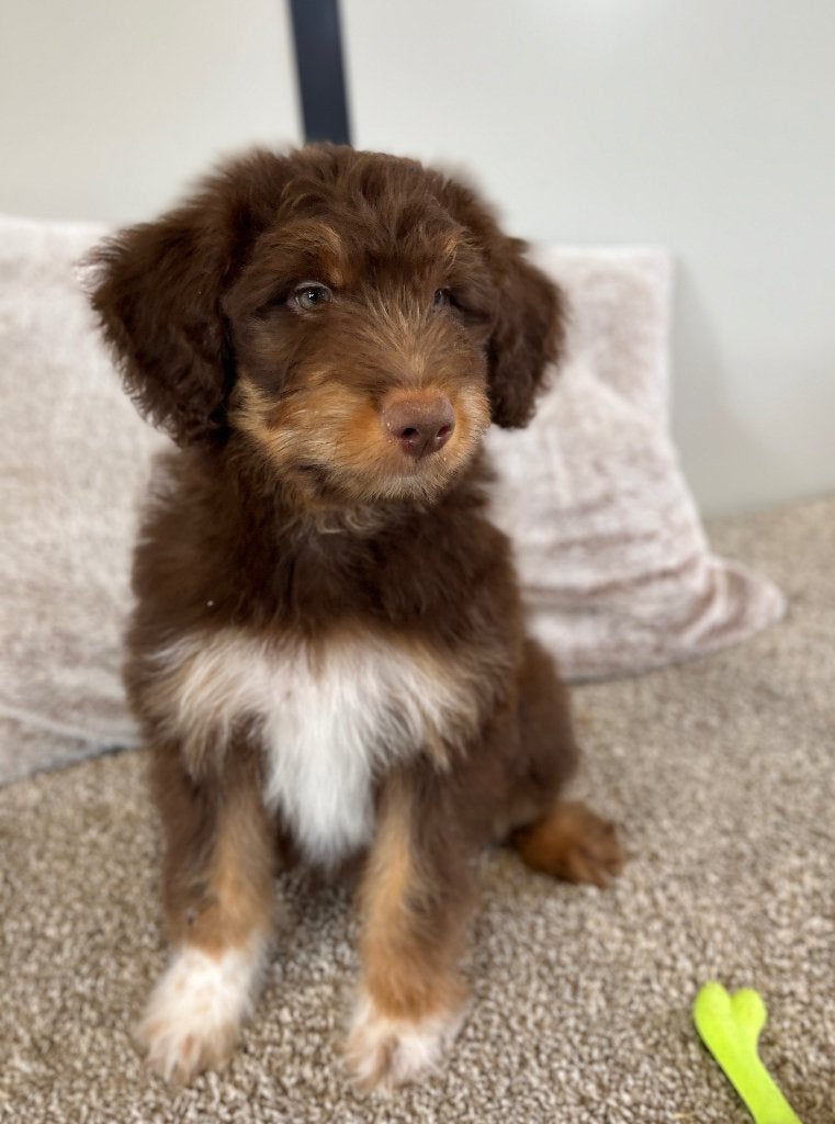 Knappe medium Doodle pups (border collie x poedel), Poedel, Parvo, België, 8 tot 15 weken