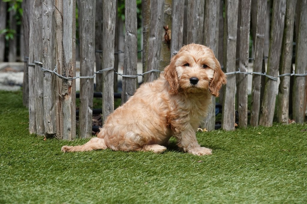 Prachtige Cockapoo pups (abrikoos, sable & zwart), België, Overige rassen, 8 tot 15 weken, Meerdere