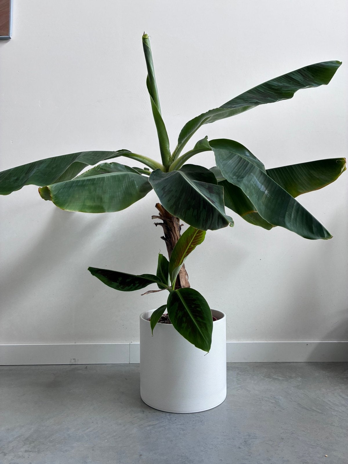 Musa bananenplant, Ophalen