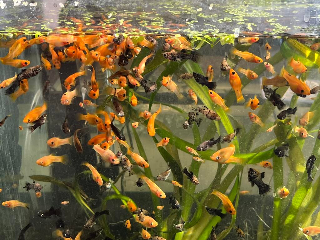 Molly mix, Dieren en Toebehoren