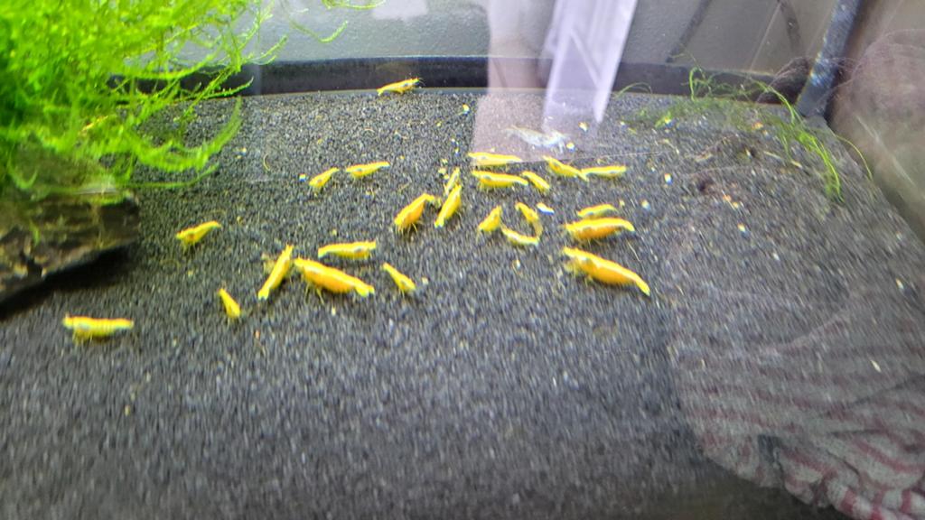 neocaridina yellow golden line, Animaux & Accessoires, Poissons | Aquariums & Accessoires, Enlèvement