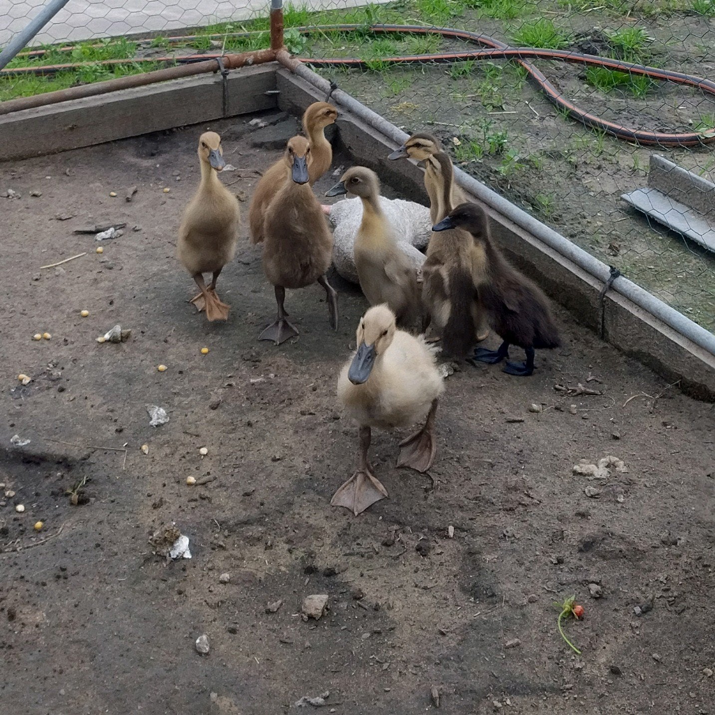 Indische loopeenden kuikens, Dieren en Toebehoren, Geslacht onbekend, Eend