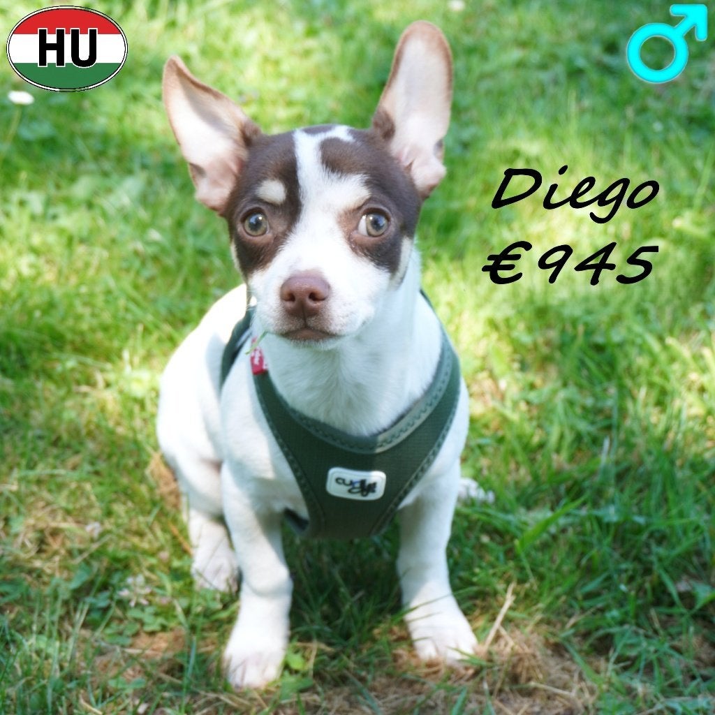 Diego & Chiquita, Chihuahua Choco Tricolor à vendre, 15 semaines à 1 an, Plusieurs animaux, Plusieurs, Chihuahua