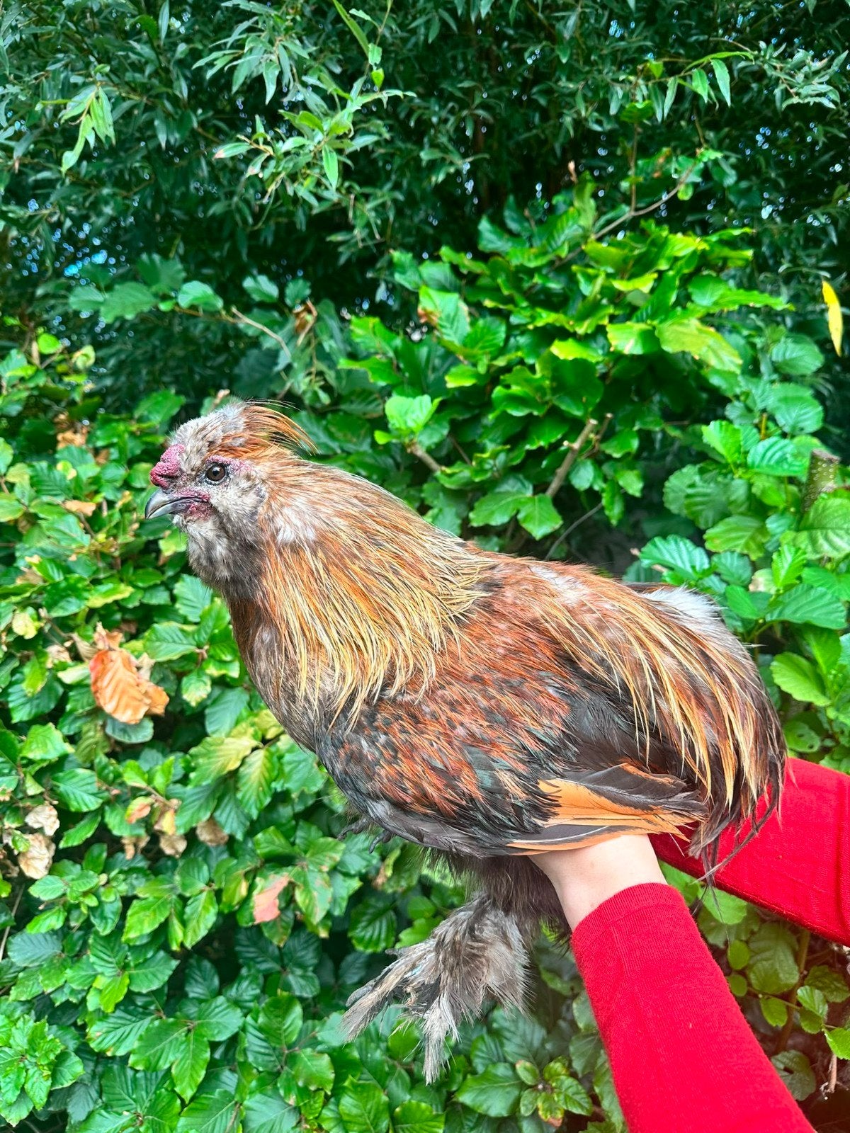 GRATIS 3 usa zijdehoen hanen, Dieren en Toebehoren, Pluimvee
